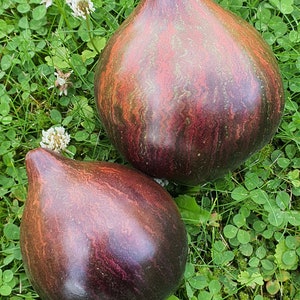 Linia nasion kolekcjonerskich - pakiet nasion pomidorów, Rebel Starfighter prime, średnio-sezonowy, nieokreślony, bez GMO, organiczny - 10 nasion