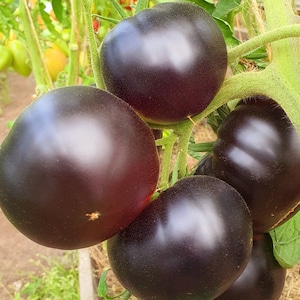 Collector Seed Line - Tomatoes seeds pack, Black Beauty, Mid-Season, Indeterminate, Non GMO, Organic - 10 Seeds