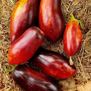 Op de afbeelding: Vijf donkerrode erfstuktomaten met een diepe mahoniekleur en een licht langwerpige vorm. De tomaten liggen op een strooisel.