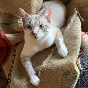 Burlap Coffee Sack