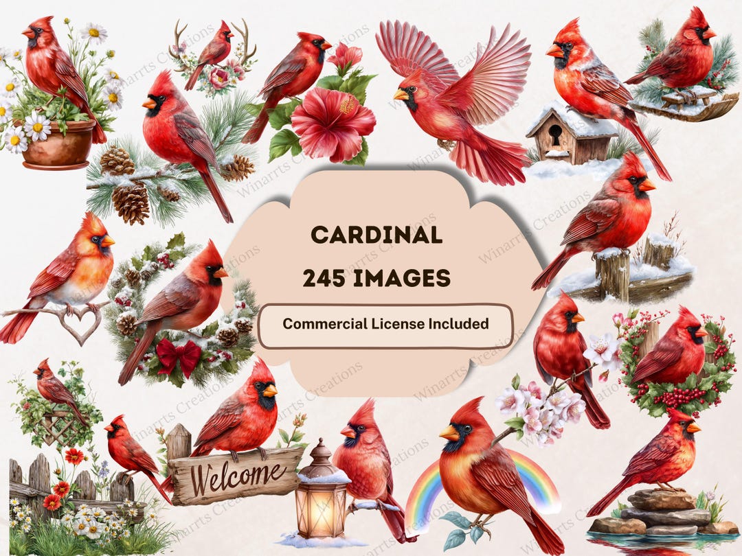 Whimsy Cardinal Vector 245 Watercolor Cardinal Clipart Bundle All Seasons Cardinal Christmas ...