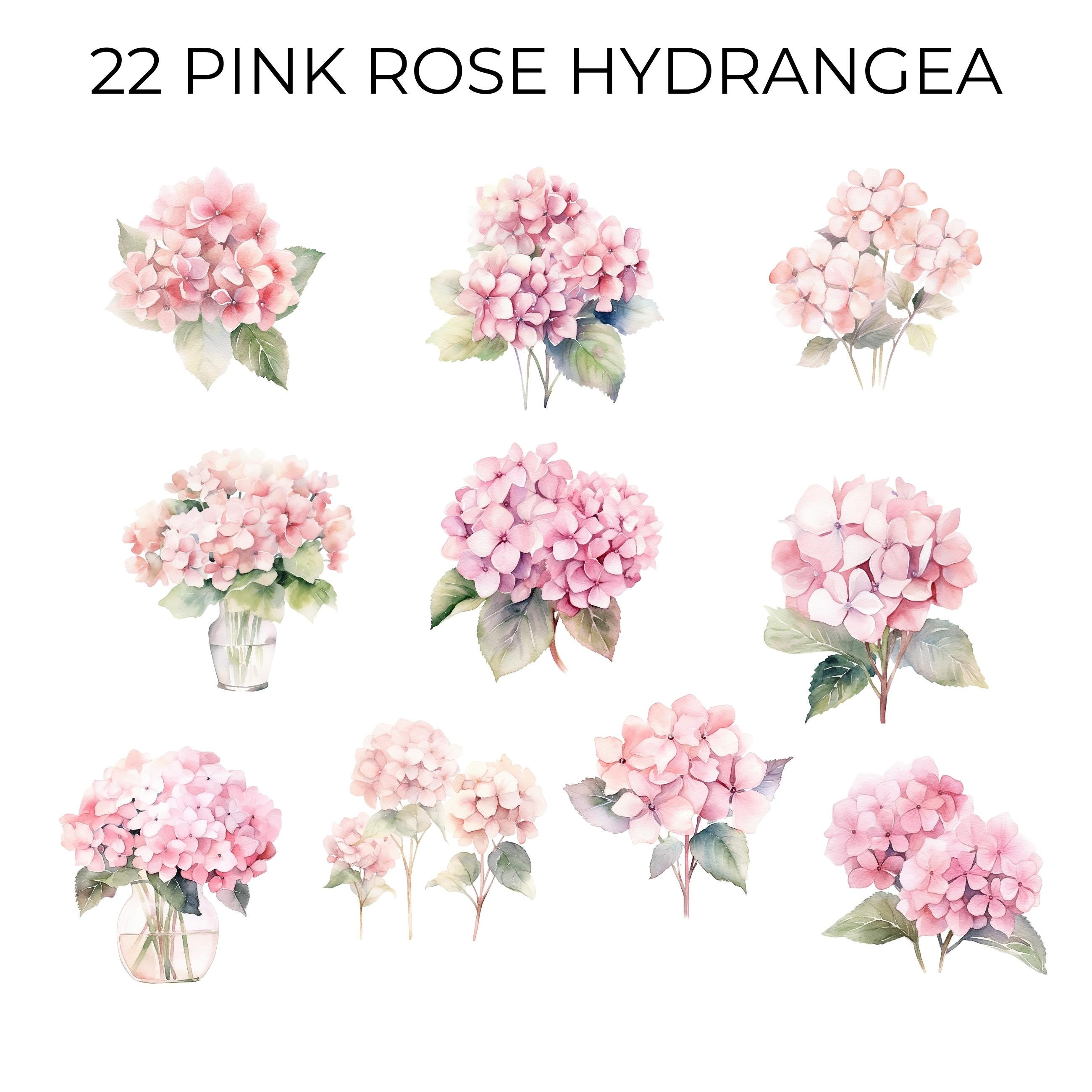 Watercolor Pink Hydrangea Flower Clipart Pastel Roses Bouquets for ...