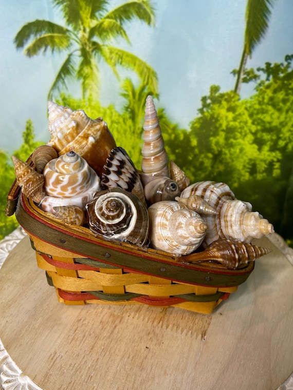 Longaberger Basket Full of Seashells, Seashell Basket, Seashell