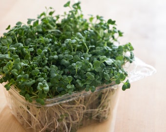 Organic microgreens for sale