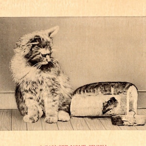 c1908 « I Can See Your Finish » Chat et souris dans l'humour du pain, Rotograph Co., carte postale vintage noir et blanc A1