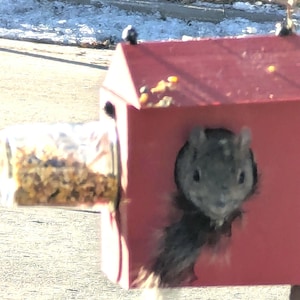 Puede incluir: Una ardilla gris asoma la cabeza de un comedero de pájaros rojo con un tarro transparente de semillas de pájaros fijado al lado.