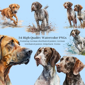 34 PNGs de cães de caça - Download instantâneo em aquarela de alta qualidade - Ponteiro alemão de pêlo curto, Ponteiro alemão de pêlo duro, Ridgeback, Vizslas