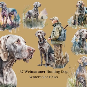 37 Weimaraner Hunting Dog Clipart - 37 Hunting Hound Artwork - Hunting Dog PNG, Hunting Hound PNG, Dog Art, Dog Clipart, 300 DPI Transparent