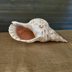 Large RARE Pacific Triton Shell • An Extraordinary Antique Seashell Specimen: Unique Wedding Decoration