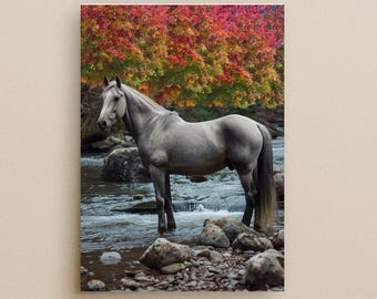 May include: A gray horse stands in a flowing river, surrounded by rocks. The horse is in the foreground, with a backdrop of colorful autumn foliage in shades of red, orange, and green. The horse's tail is long and dark.