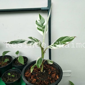 Musa Florida serec bunt gemischt | (1 Pflanze pro Beutel) Gewebekultur, Musa Florida Variegated, Banana