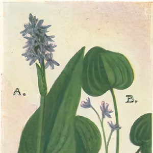 Vintage Blumen Postkarten Pack Digitaler Download Grußbild und Vintage Handgezeichnete Karten KEINE AI Kinder und Erwachsene!