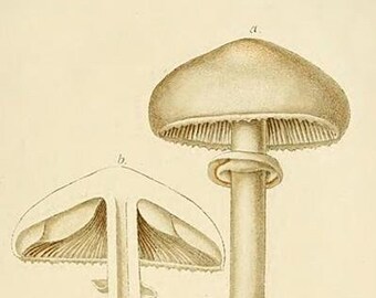 Mushrooms Postcards Pack Digital Download Greeting and Vintage Hand Drawn NO AI Kids and Adults!