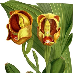 Orchideen Postkarten Pack Digitaler Download Gruß und Vintage Hand Gezeichnet KEINE AI Kinder und Erwachsene!