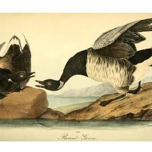 Pack de cartes postales Audubon animaux et oiseaux en téléchargement numérique et vintage dessinés à la main sans IA pour les enfants et les adultes !