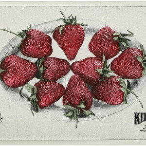 Erdbeeren Postkarten Pack Digitaler Download Gruß und Vintage Handgezeichnet KEINE AI Kinder und Erwachsene!