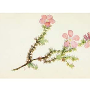 Vintage Blumen Postkarten Pack Digitaler Download Gruß und Vintage Hand gezeichnet KEINE AI Kinder und Erwachsene!