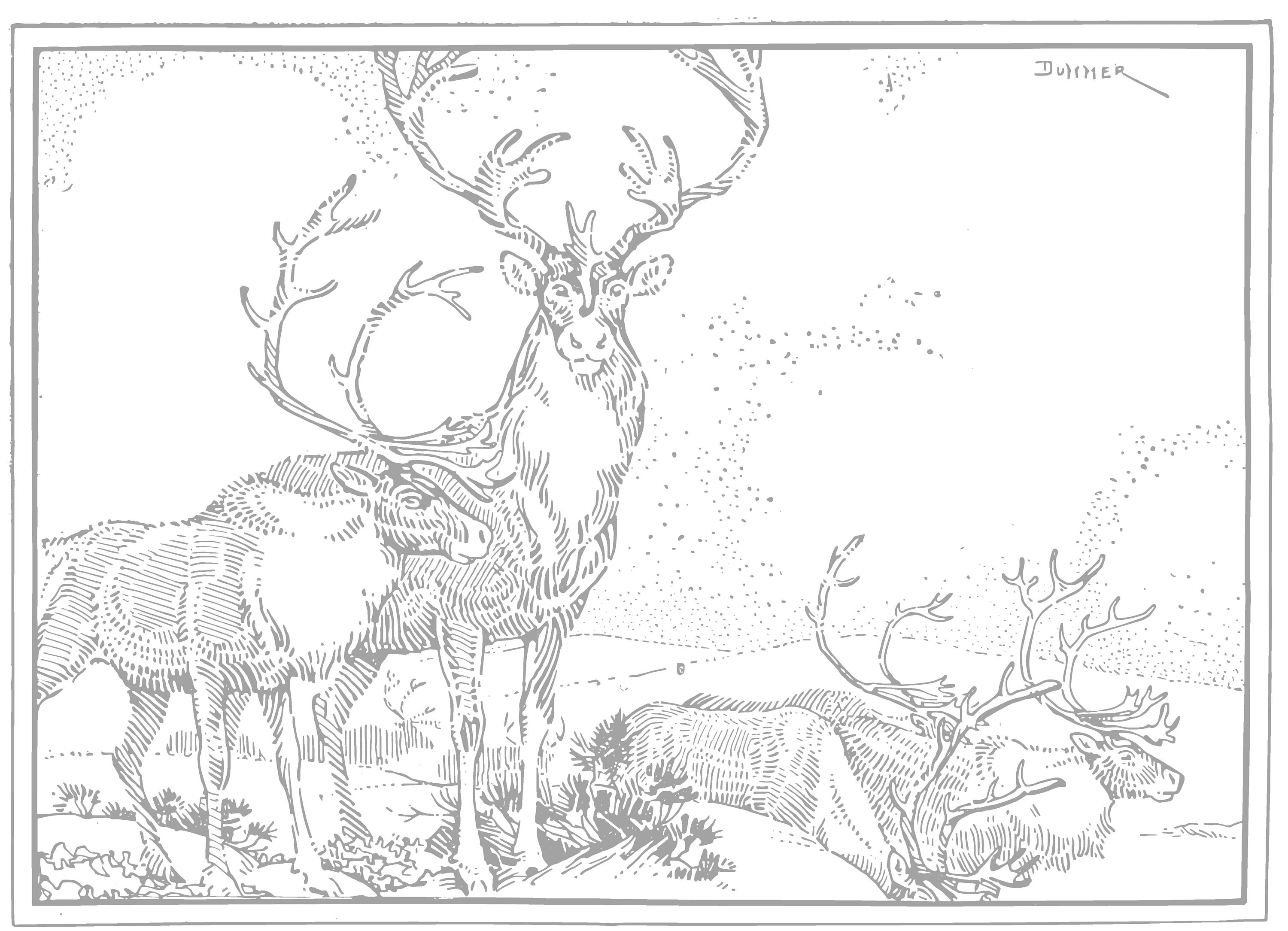 Vintage Animal Coloring Pages, Hand-drawn Illustrations (digital ...