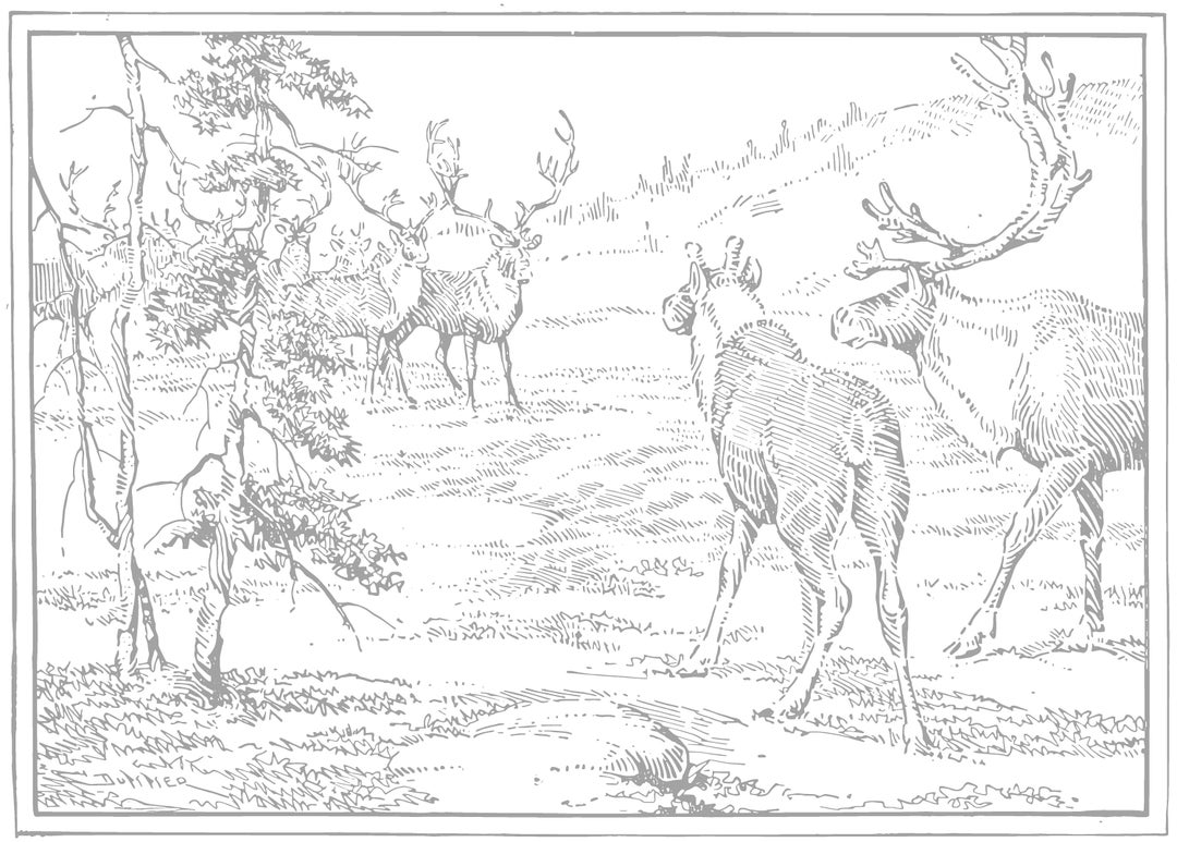 Vintage Animal Coloring Pages, Hand-drawn Illustrations (digital ...