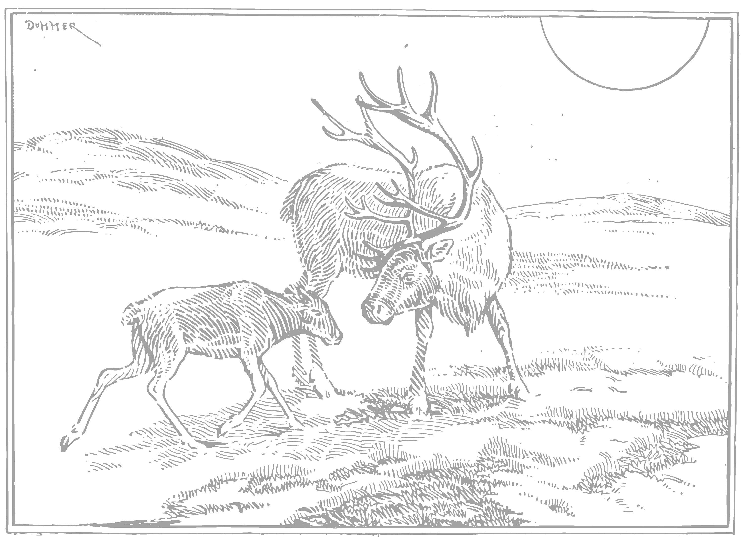 Vintage Animal Coloring Pages, Hand-drawn Illustrations (digital ...