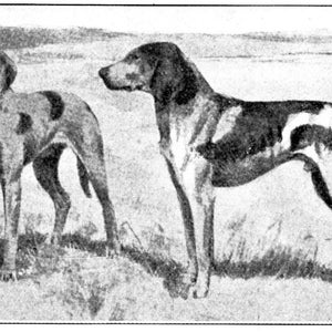 Vintage Dogs Postkarten Pack Digitaler Download Grußkarten Karte KEINE AI für Kinder und Erwachsene!