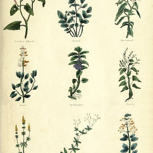 Herbes Cartes postales Pack Téléchargement numérique Salutation et vintage Dessiné à la main NO AI Enfants et Adultes!