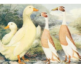 More Ducks Digital Download Greeting and Vintage Hand Drawn Cards NO AI Kids and Adults!