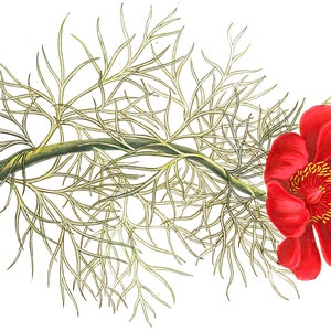 Vintage Blumen Postkarten Pack Digitaler Download Gruß und Klassisch Handgezeichnet KEINE AI Kinder und Erwachsene!