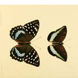 Pack de cartes postales de beaux papillons en téléchargement numérique et vintage dessinés à la main sans IA pour les enfants et les adultes !
