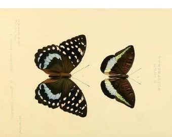 Beautiful Butterflies Postcards Pack Digital Download Greeting and Vintage Hand Drawn NO AI Kids and Adults!