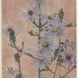 Klassische Blumen Postkarten Pack Digital Download Gruß und Vintage Hand Gezeichnet KEINE AI Kinder und Erwachsene!