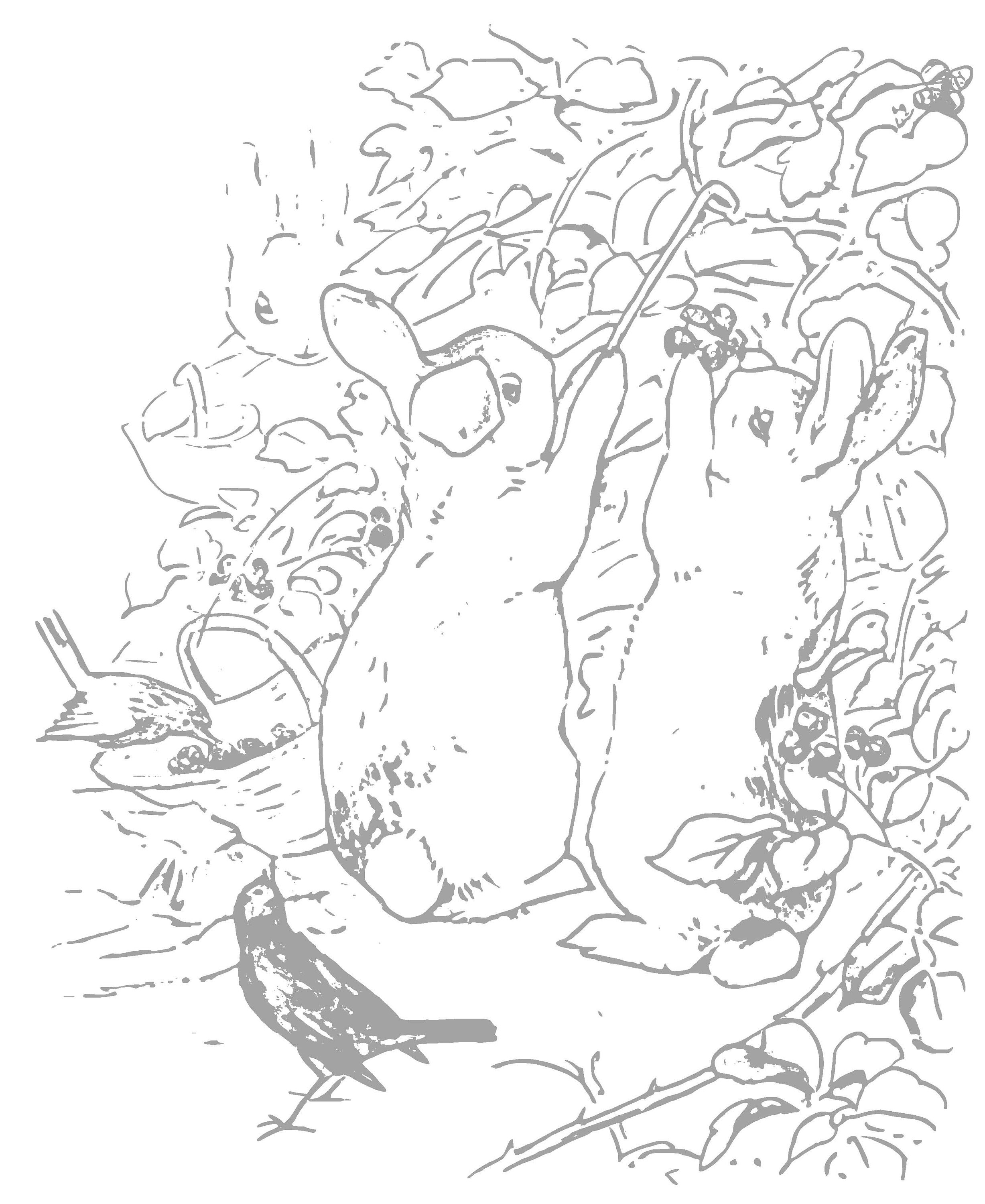 Peter Rabbit Drawings Spring Peter Rabbit Coloring Book, Spring Easter Vintage Illustrations ...