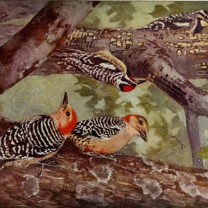 Klassische Vögel Postkarten Pack Digitaler Download Gruß und Vintage Hand Gezeichnet KEINE AI Kinder und Erwachsene!