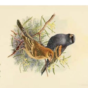 Cartes postales American Birds, voeux en téléchargement numérique et vintage dessinés à la main SANS IA pour les enfants et les adultes !