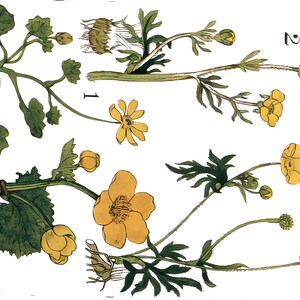 Klassische Blumen Postkarten Pack Digitaler Download Gruß und Vintage Hand Gezeichnet KEINE AI Kinder und Erwachsene!