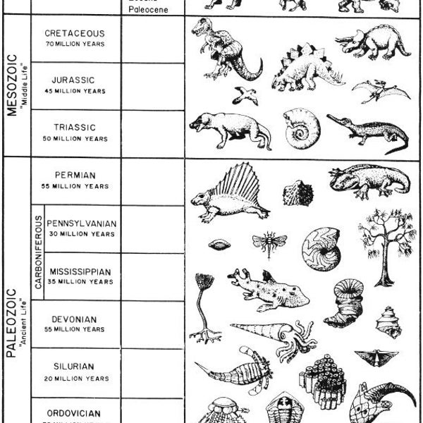 Dinosaur Coloring Poster Hand Drawn NO AI Huge Giant Big Large For History Activity Kids Children School Summer