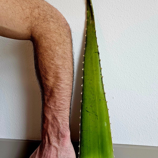 Organic Aloe Vera Giant Leaf