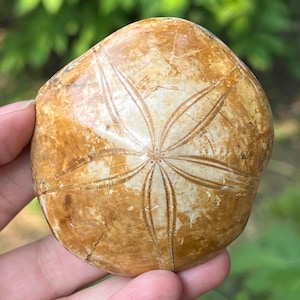 Natural Pygurus Fossil - Echinoderm Starfish Model 3 | Authentic Marine Relic for Collectors and Paleontology Enthusiasts