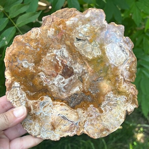 Petrified Wood Slice | XL1 Model | Unique Natural Crystal | Decorative Fossilized Wood Art Piece | 16.5x16.5x1.7 cm