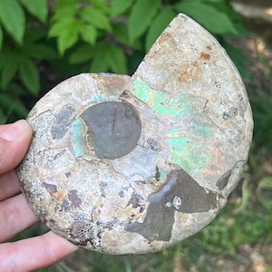 Authentic Ammonite Cleoniceras Fossil Crystal - Model 9 | Decorative Home Décor & Unique Gift | Natural Stone Slice