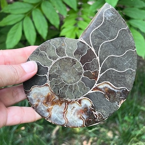Ammonit Cleoniceras Model 7 | Authentic Fossil Crystal for Home Decor | Unique Natural Geological Artwork