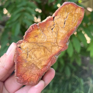 Petrified Wood Slice | Model 3 - Unique Geological Beauty, Natural Healing Crystal for Stability and Wisdom