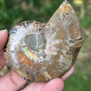 Ammonite Cleoniceras Mini Fossil | Model 9 | Authentic Ammonite Crystal Slice for Home Décor and Unique Gifts