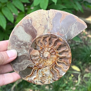 Authentic Ammonite Crystal Slice | Model 10 | Unique Home Décor with Natural Fossil Features and Metaphysical Properties
