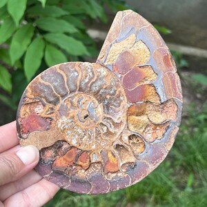 Authentic Ammonite Crystal Cleoniceras | Model 8 | Fossil Decorative Slice | Unique Home Décor & Metaphysical Piece