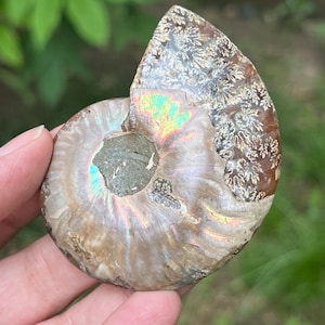 Ammonit Cleoniceras Mini Fossil Crystal | Authentic Ammonite Slice | Decorative Home Accent | 6.8 x 5.4 x 1.2 cm