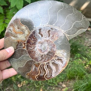 Authentic Ammonite Crystal Slice | Cleoniceras Model 16 - Unique Fossil Art for Home Décor and Creative Inspiration