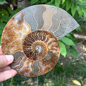 Authentic Ammonite Fossil Crystal | Cleoniceras Model 5 | Handcrafted Decorative Piece | 16x13x1.8 cm | Unique Home Décor