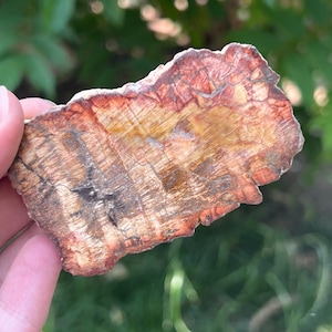 Fossilized Wood Slice Model 11 - Natural Petrified Wood, Unique Décor Piece, Healing Crystal for Grounding and Stability