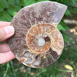 Ammonit Cleoniceras Fossil Crystal Slice | Unique Home Décor Piece | 11x9x1.8 cm | Natural Metaphysical Properties